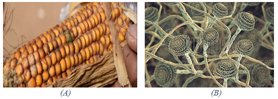 Infested-corn-Aflatoxin-producing -aspergillus-flavus